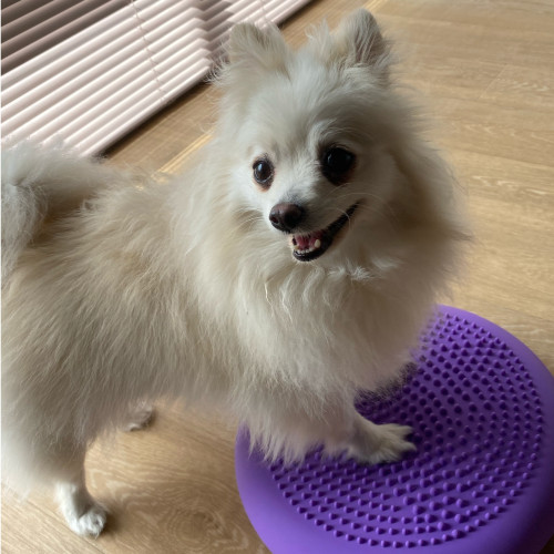 おうちで愛犬エクササイズ講座