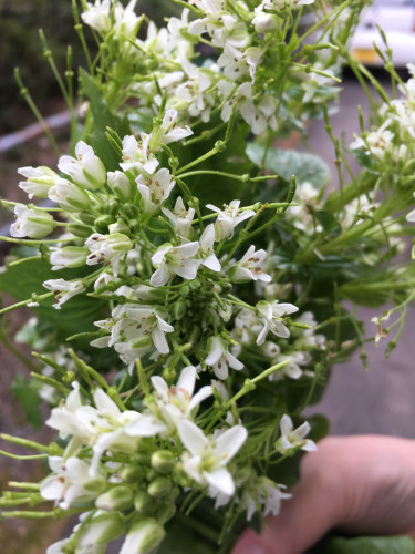 山葵の花.jpg