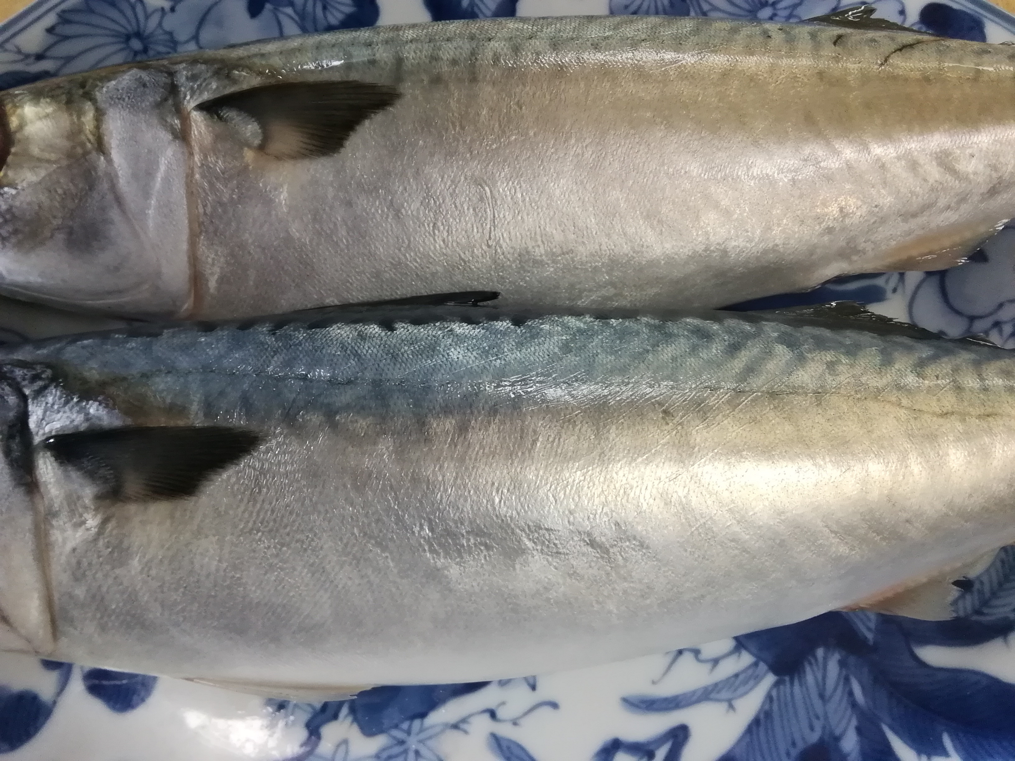 12月13日〈水〉のメニュー 本鮪・歯鰹・鰆・真鯛・鰤・柄海老・海鼠・黒鯛・小烏賊・真鯖・金目鯛・皮剥・赤鰈・帆立貝柱・丸鯵・鯣烏賊・円盤牡蠣 ...