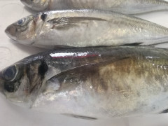 IMG_20240719_111130.jpg