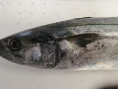 IMG_20250722_101720.jpg