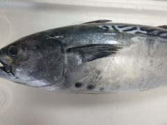 ひるぜ