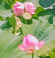 KIMG20250730_091859104~3 (1).JPG