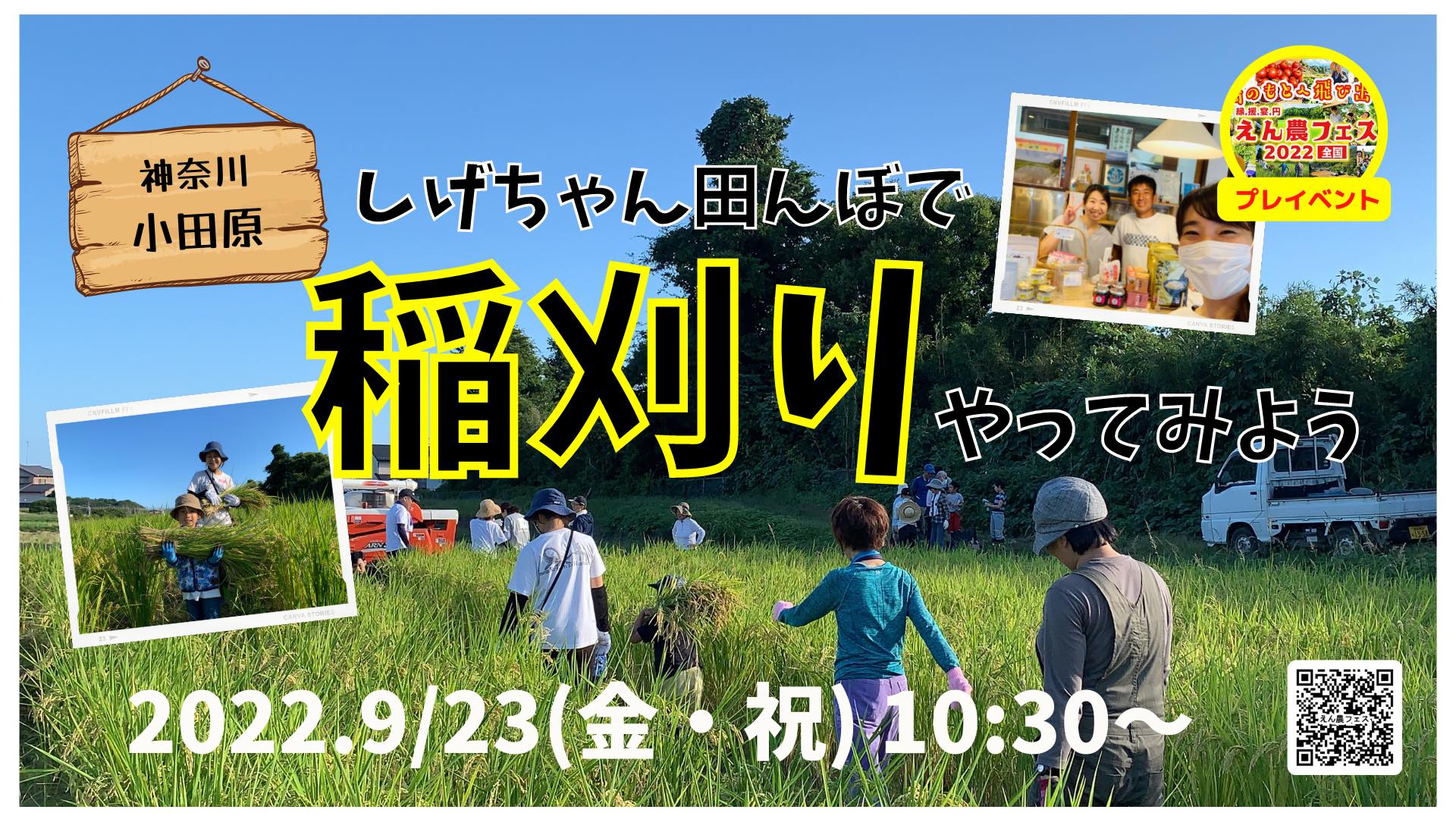 9月23日㈮祝日に稲刈り🌾イベントを開催します。