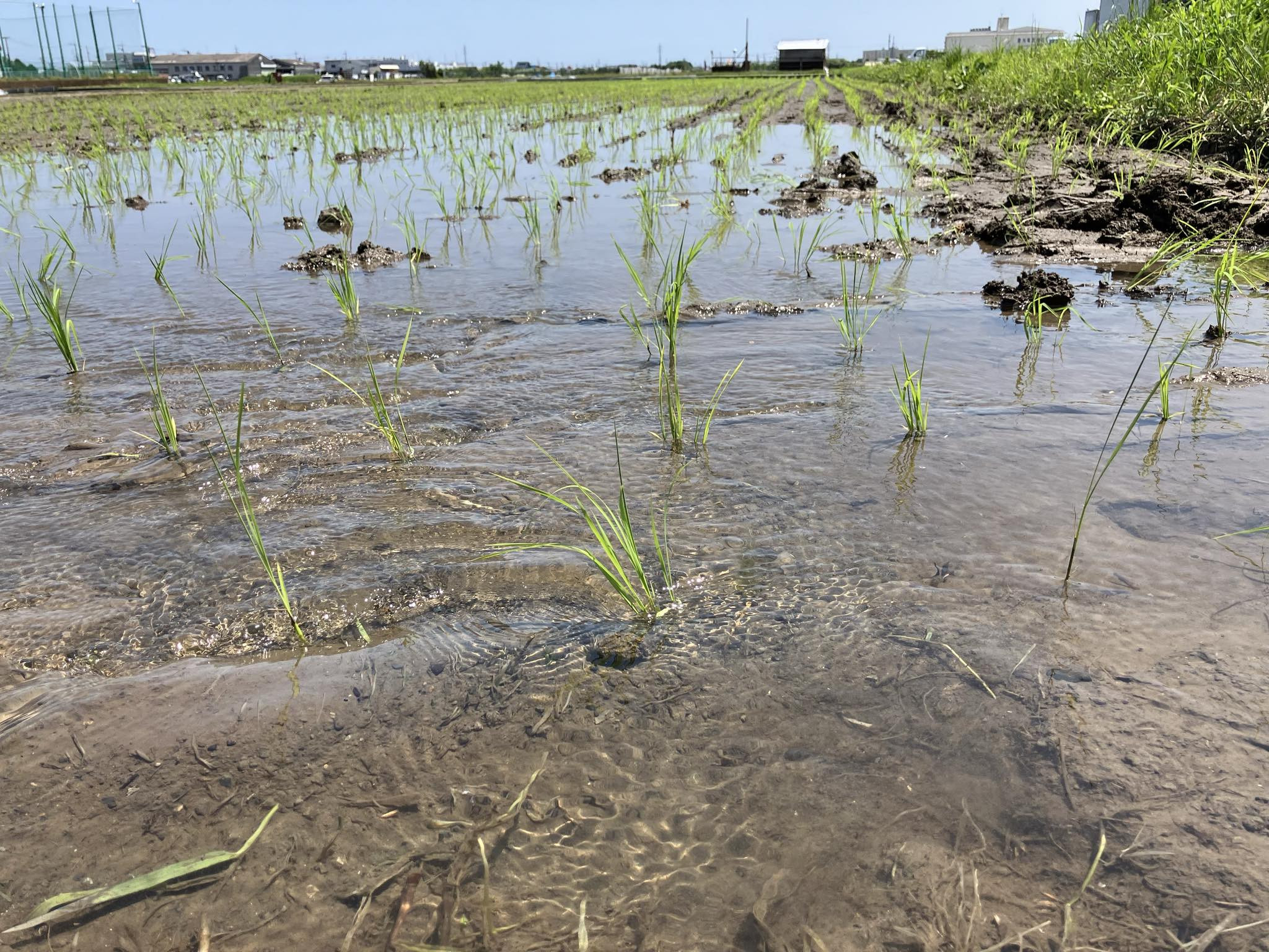 2024年の田植えが始まりました