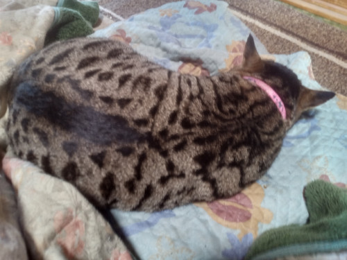ベンガル🐈肥えてます！