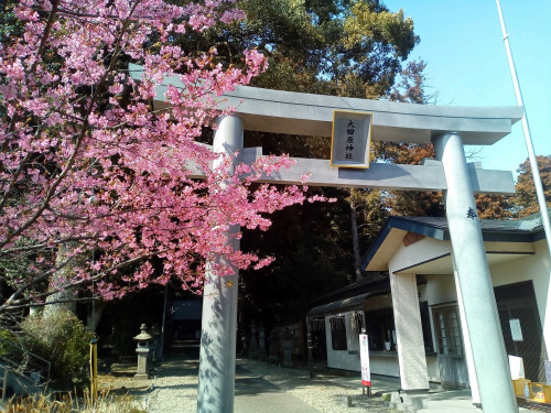 桜！開花してます🌸