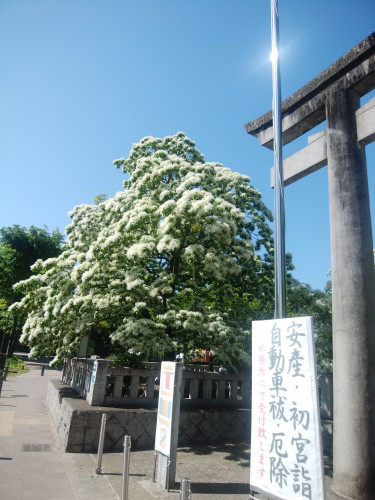 なんじゃもんじゃ・２.jpg