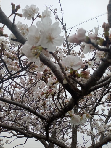 桜・２.jpg