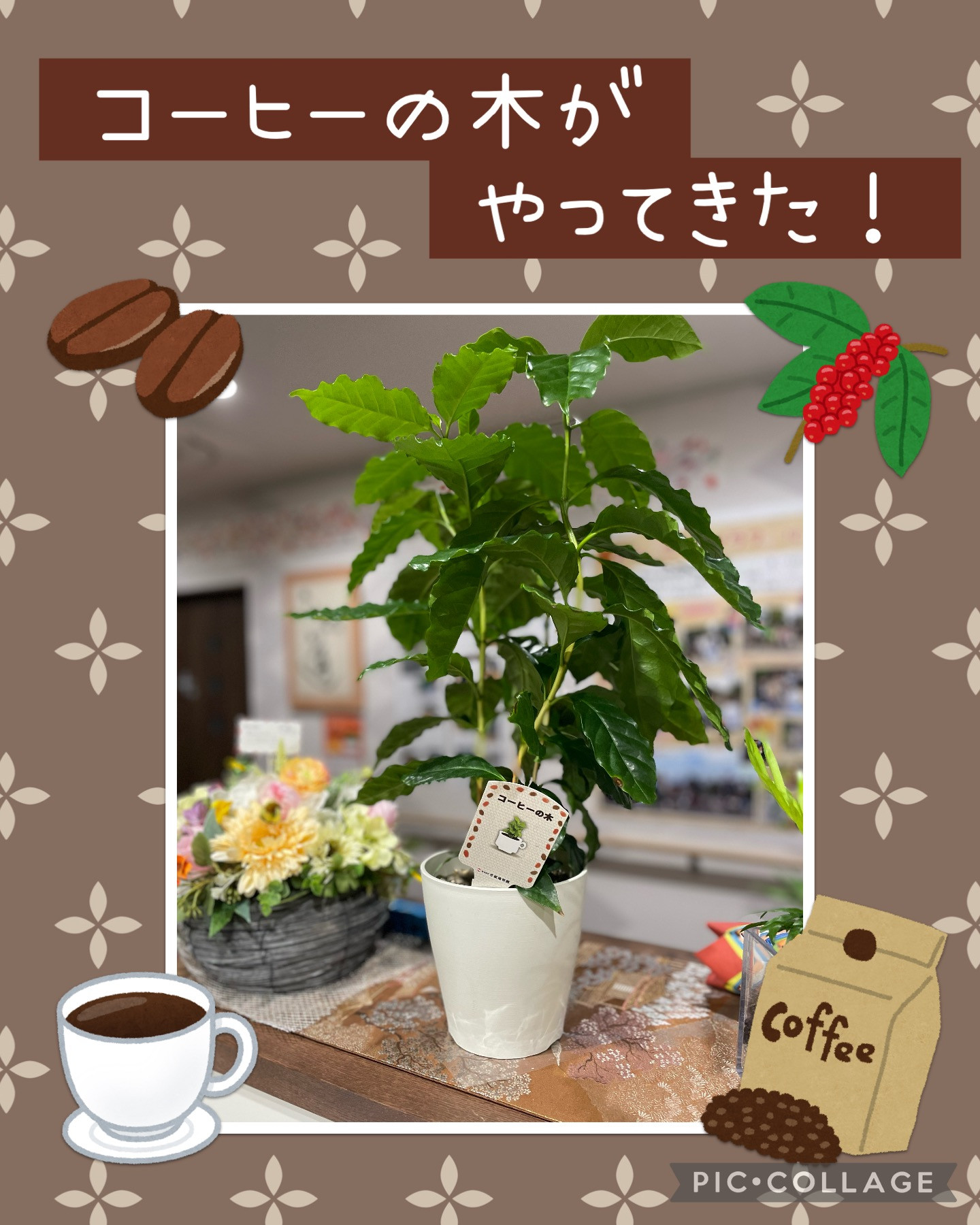コーヒーの木がやってきた❣️☕️