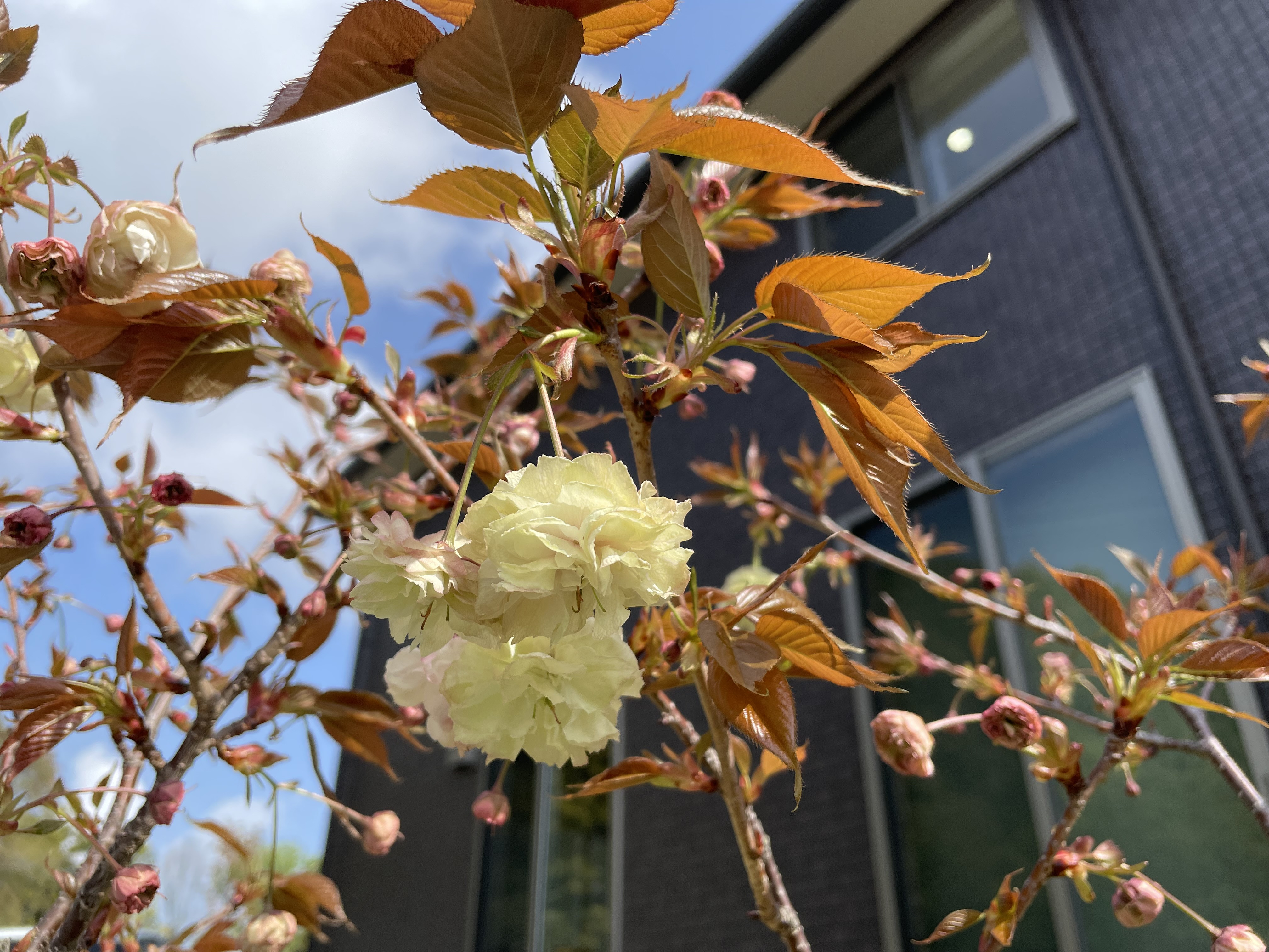 念願の桜『須磨浦普賢象』が開花しました😂🌸