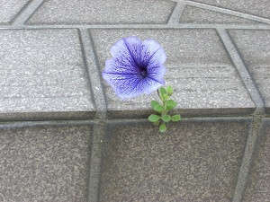朝顔.jpg