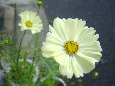 cosmos14.jpg