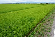 川﨑味噌麹屋·麹屋スイーツ愛three