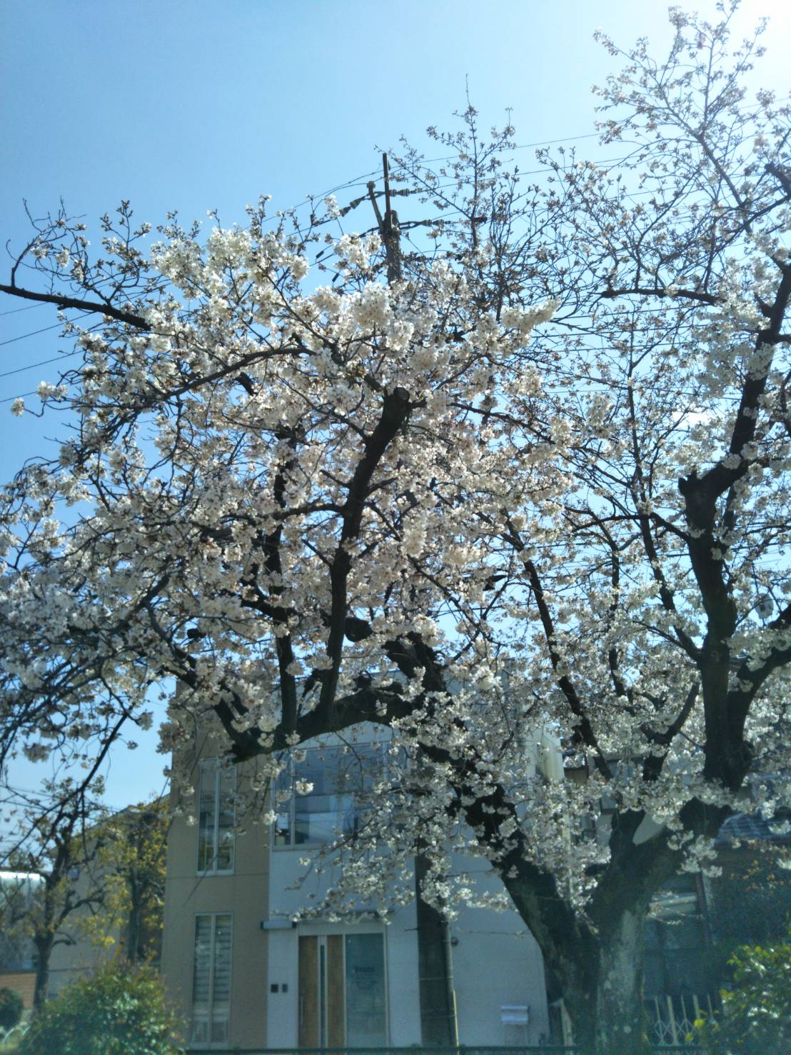 デイサービスの前の桜が満開です！