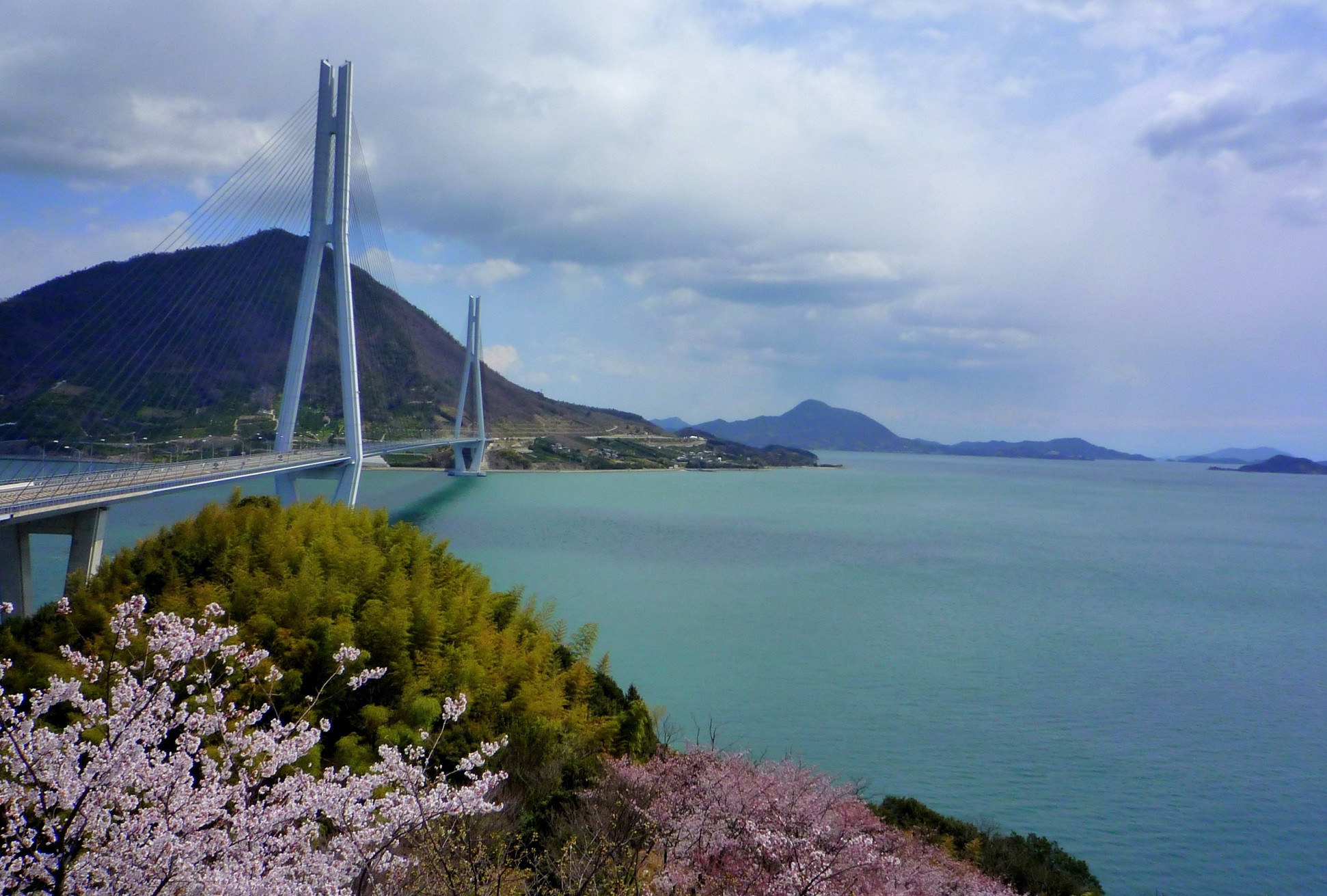 桜と多々羅大橋