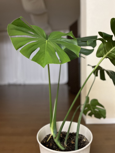 風薫る5月