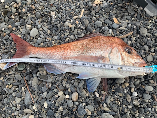 写真 > 道具の話 - 釣活CH！~all field fishing~