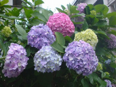 ajisai201105.jpg