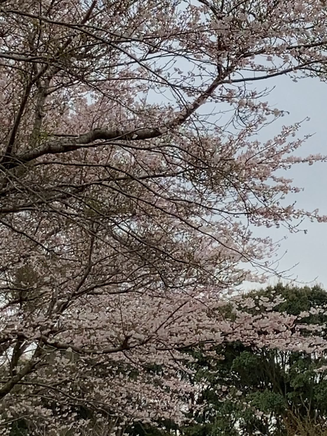 桜咲いてます!(^^)!