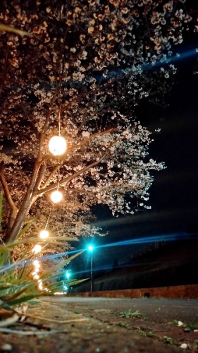 🌸桜が咲きましたショップ日枝の前に流れる茶釜川編