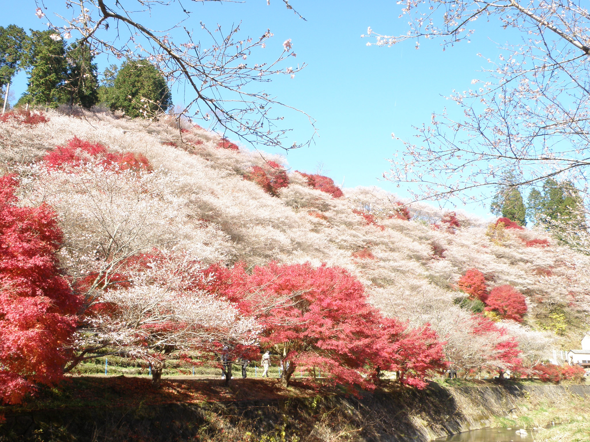 二季咲きの四季桜が小原の山を埋め尽くす…