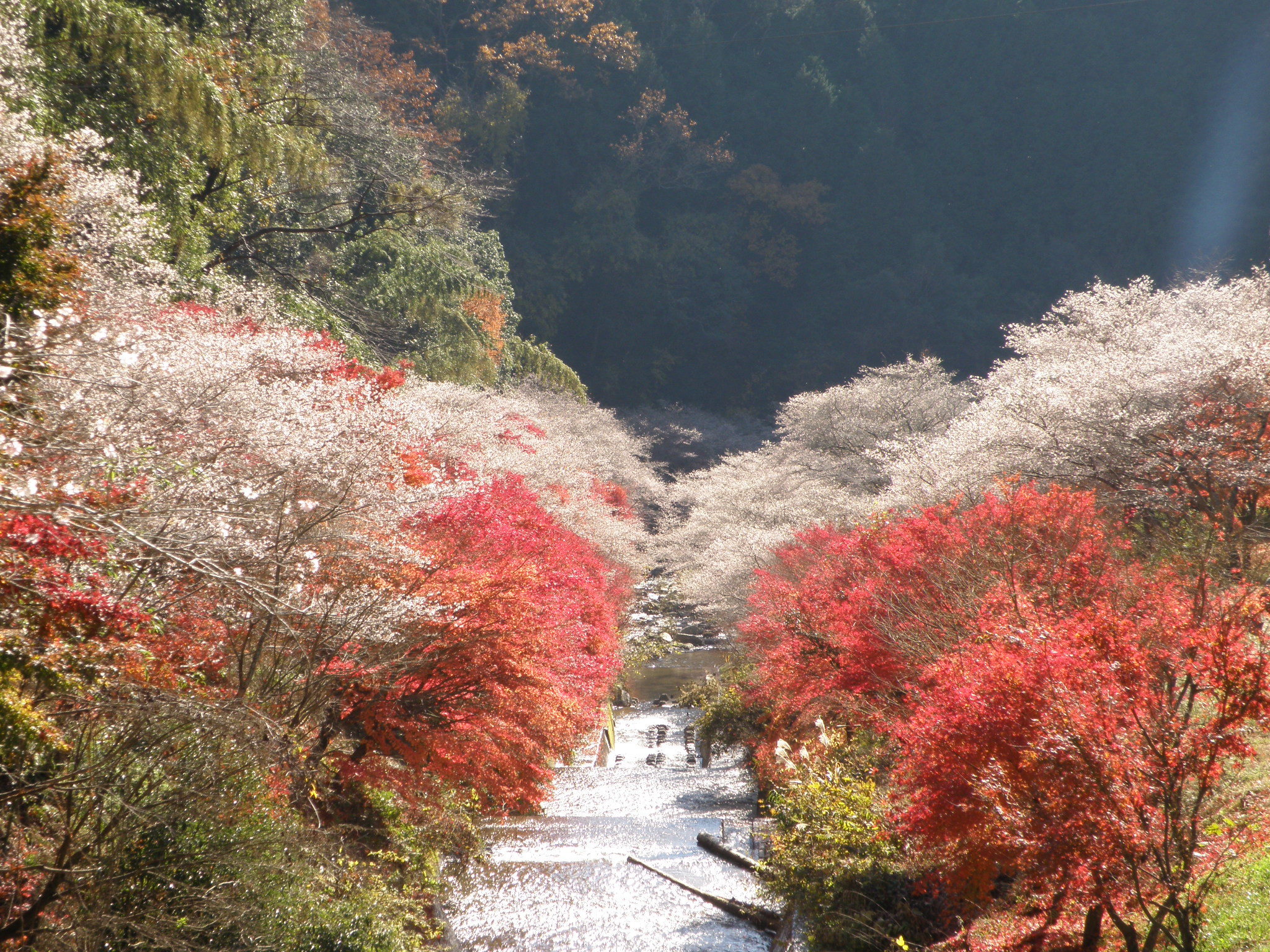 紅葉と四季桜の可憐な競演…