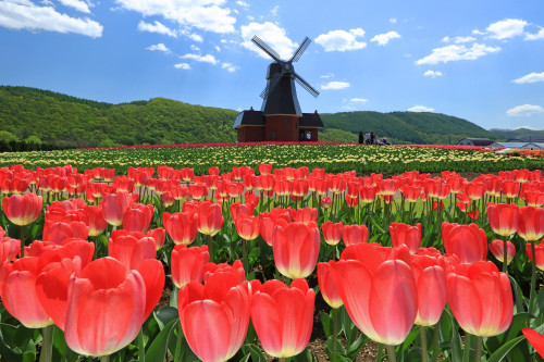 2025ゆうべつチューリップフェアを開催します。フェア期間は2025/5/1～5/31です。