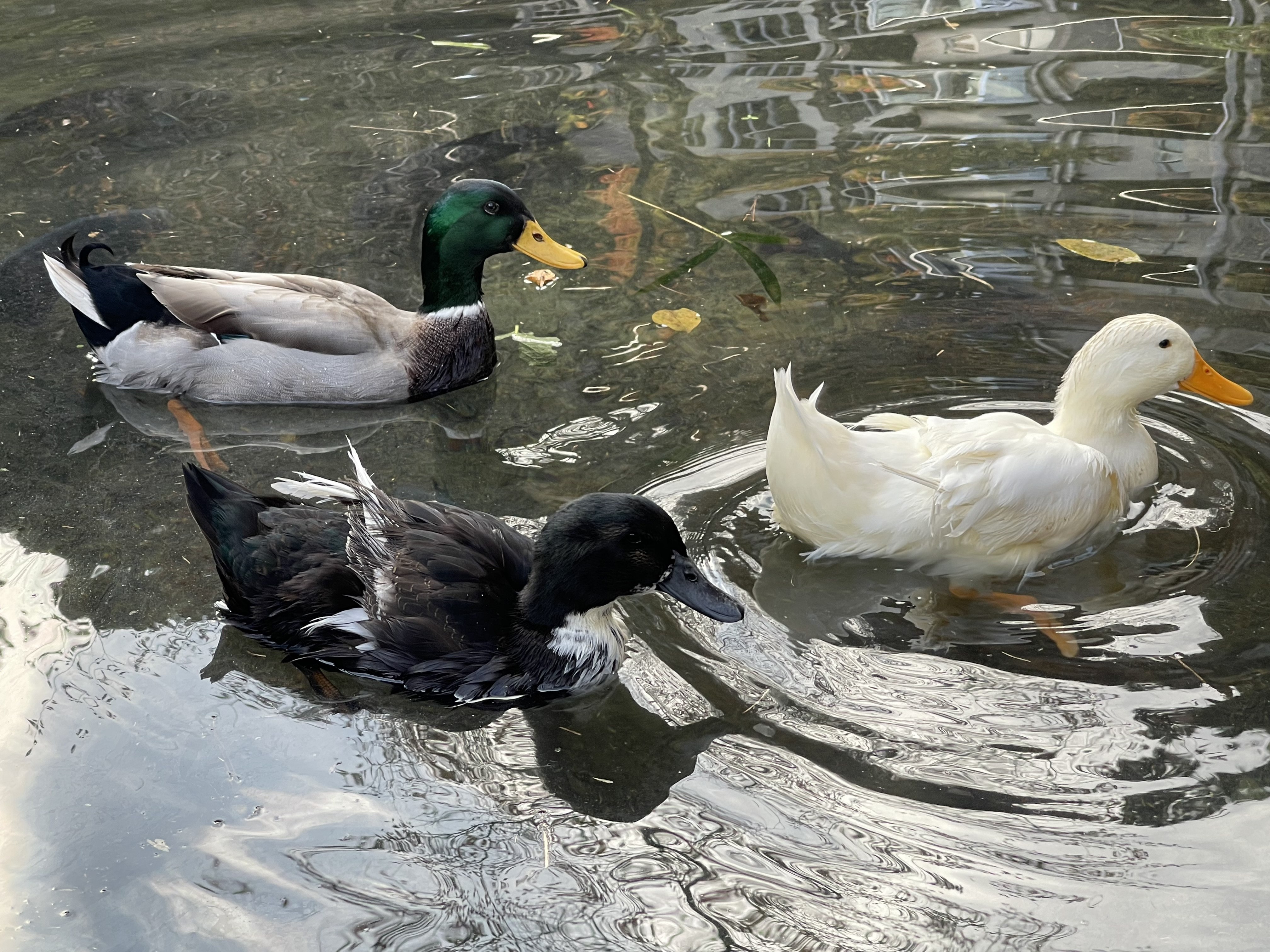 可愛いいアヒルや合鴨が元気よく池で泳いでいます。
