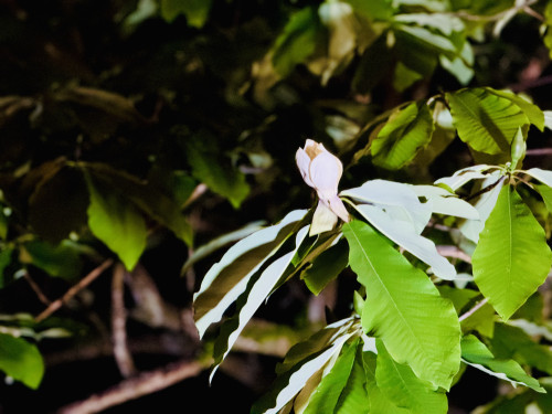 客室前のほう葉の木の花が咲き始めました。