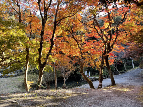 庭の紅葉が始まっております。