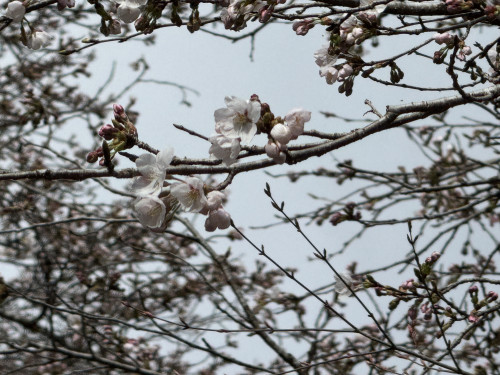 桜が咲き始めました。