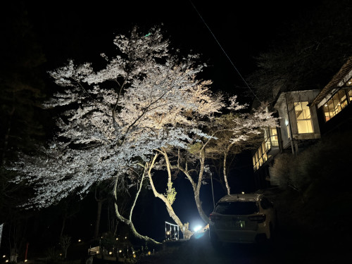 今年も美しく満開となりました。