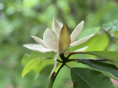 当館のほうばの花がもうすぐ開花いたします。