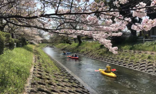 sakura_canoe_01.jpg