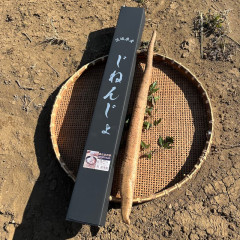 茨城県産自然薯化粧箱入り