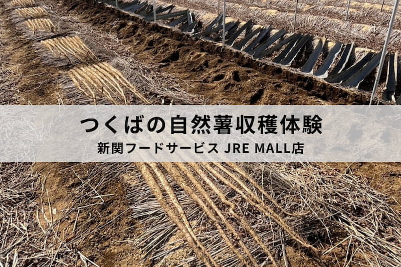 自然薯収穫体験のご予約開始