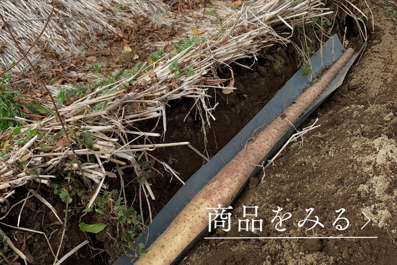 新関ファームの自然薯.jpg