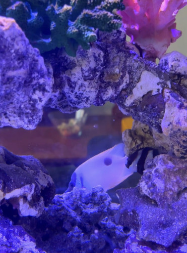 熱帯魚　色うすくない？