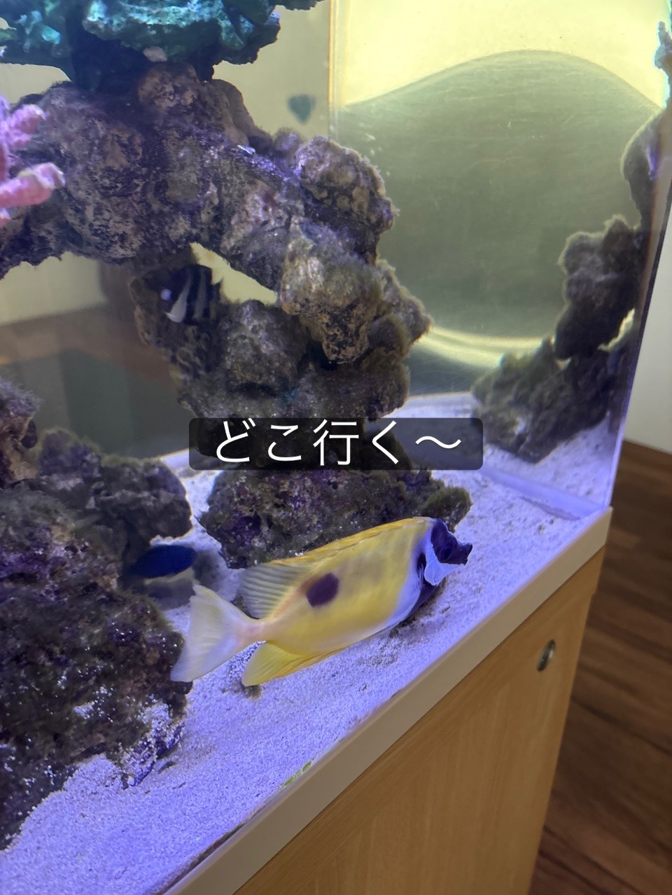 ゴンちゃん