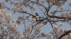 59 赤城南面千本桜と鳥.jpg