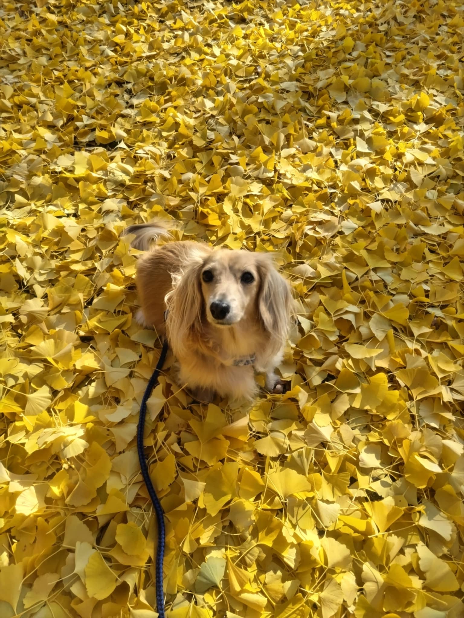 12/28(日)連休前恒例『日本酒呑み尽くし祭』参加者募集！