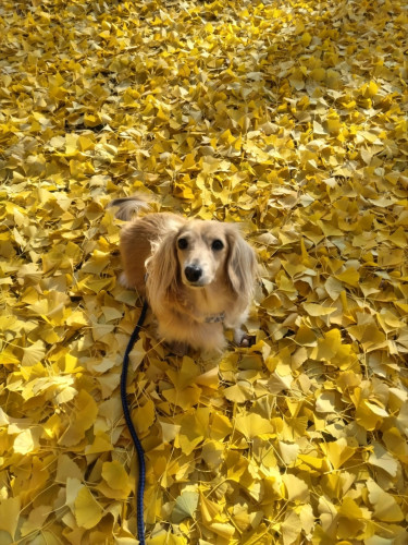 【〆切ました】12/28(日)連休前恒例『日本酒呑み尽くし祭』参加者募集！