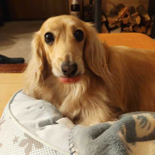 2026年3～4月の営業予定