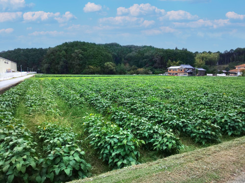 黒枝豆収穫×MokkoCamp