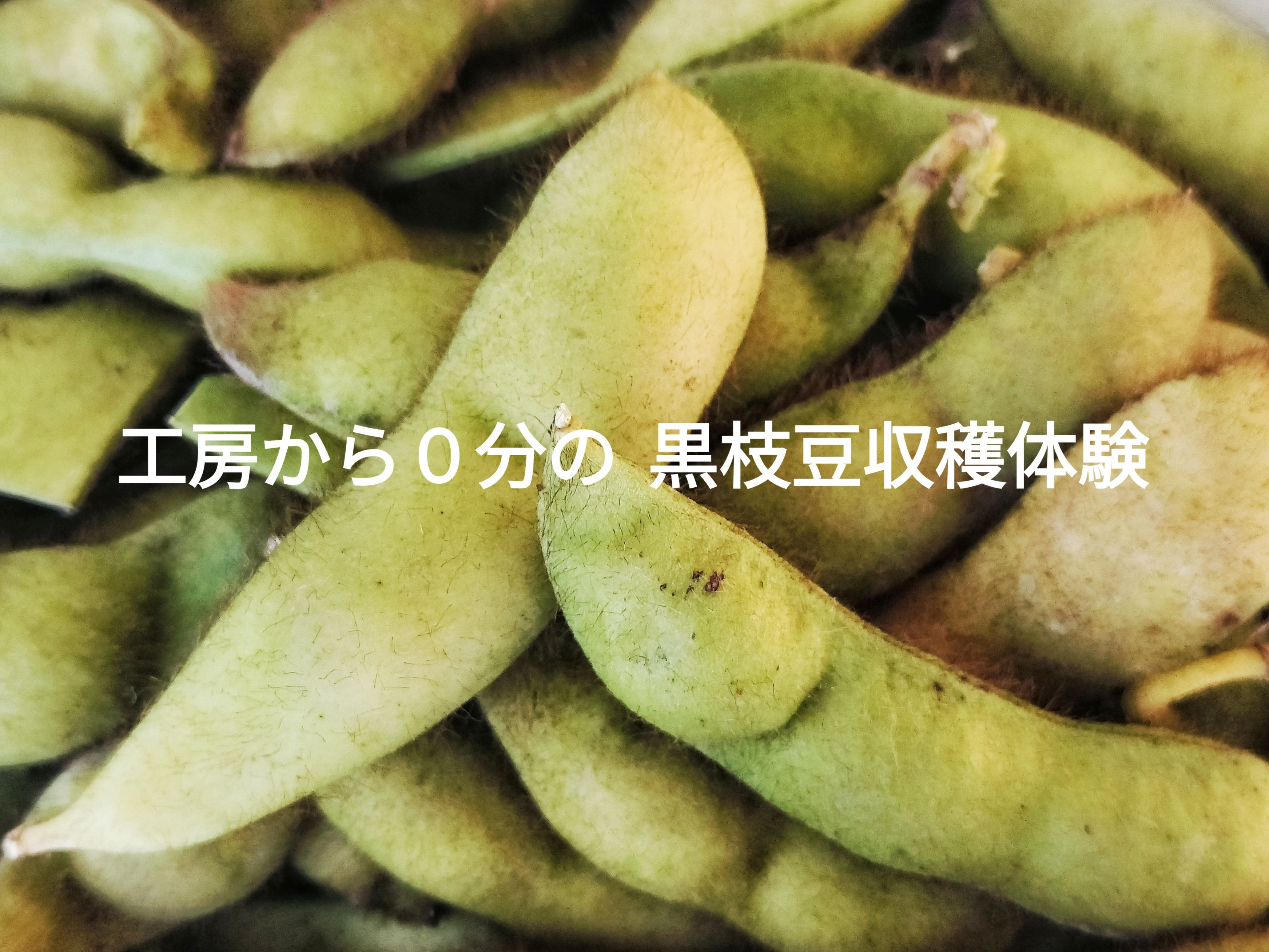 黒枝豆収穫×MokkoCamp