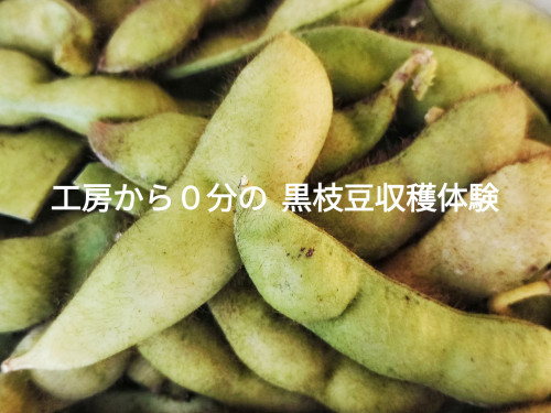 黒枝豆収穫×MokkoCamp