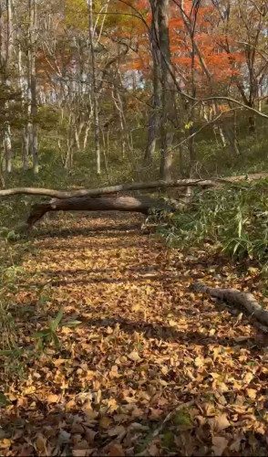散策路に倒木が！