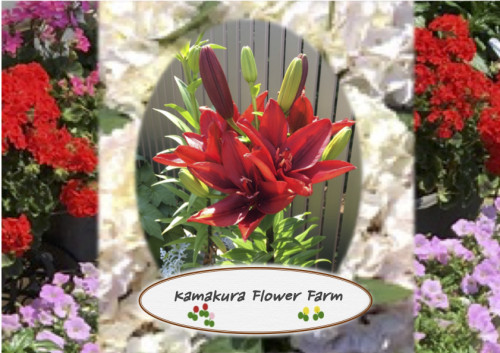 kamakura flower farm HPのコピー.png