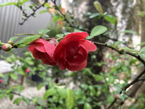 IMG_8385.jpeg